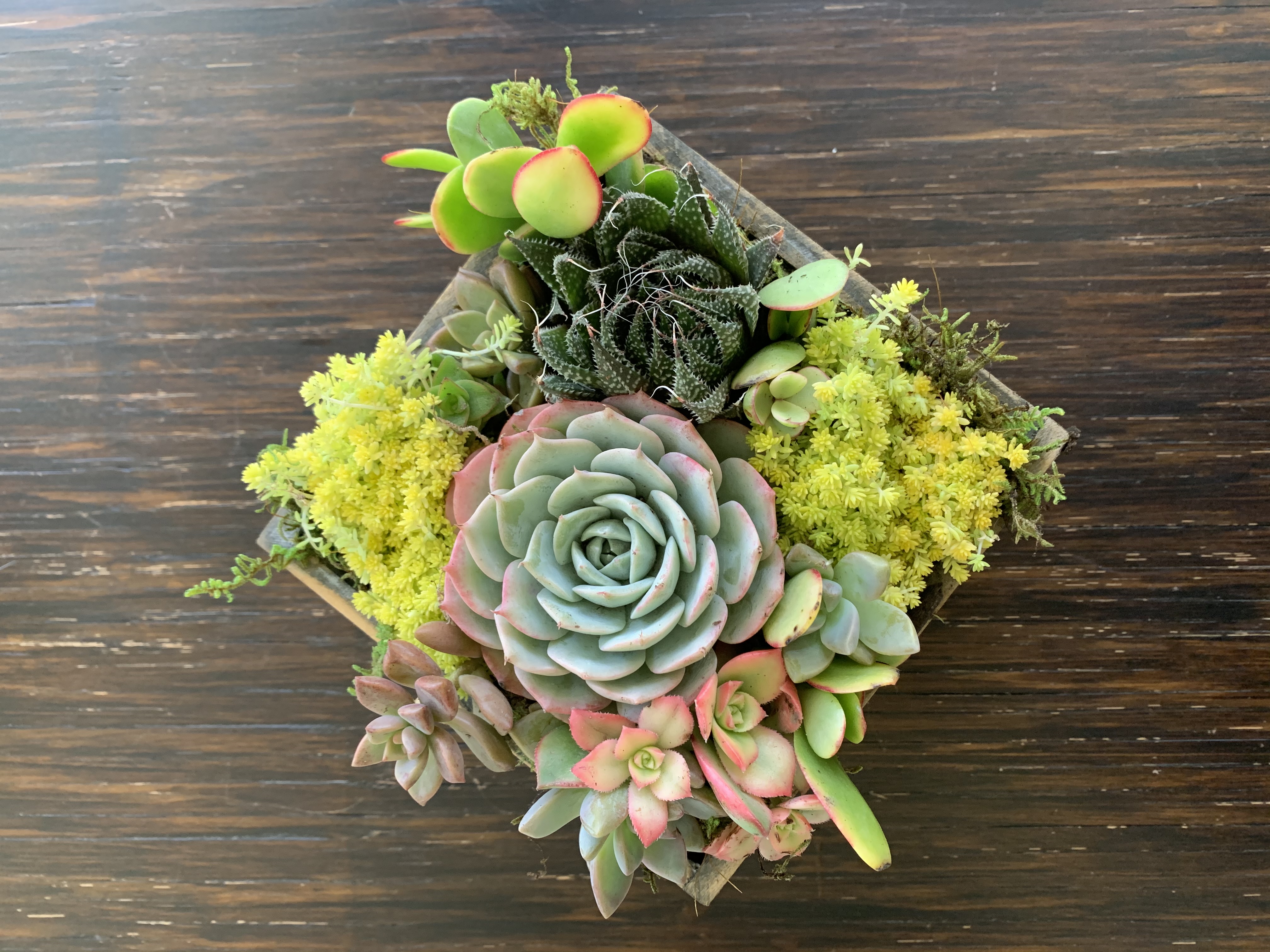 Succulent Gifts & Arrangements with Love, Humor and Customization